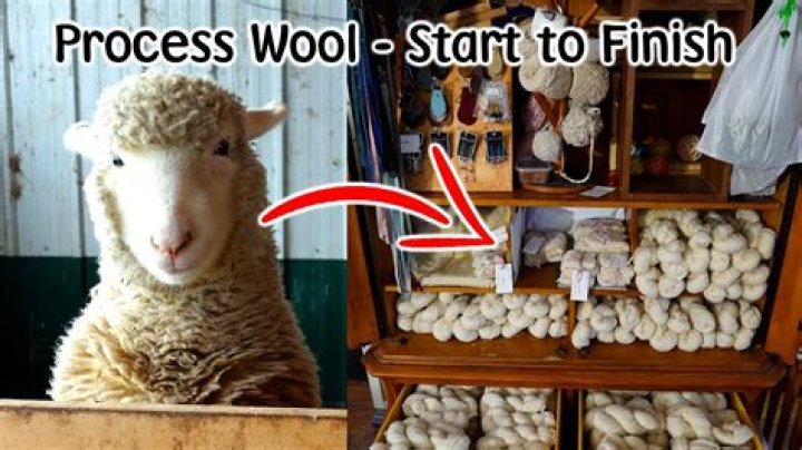 What animal was first turned into wool?