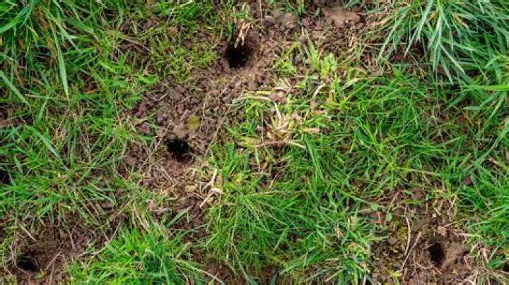 What animals make holes in grass?