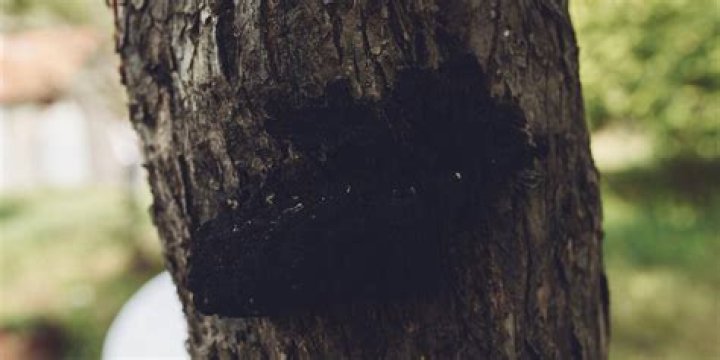 What are black spots on tree bark?