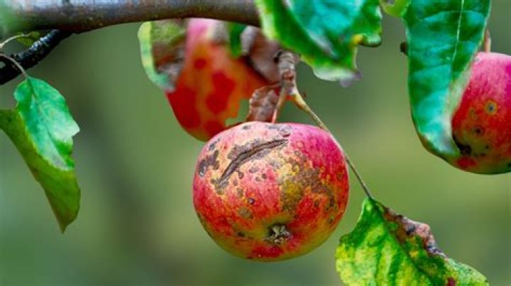 What are common diseases for apple trees?