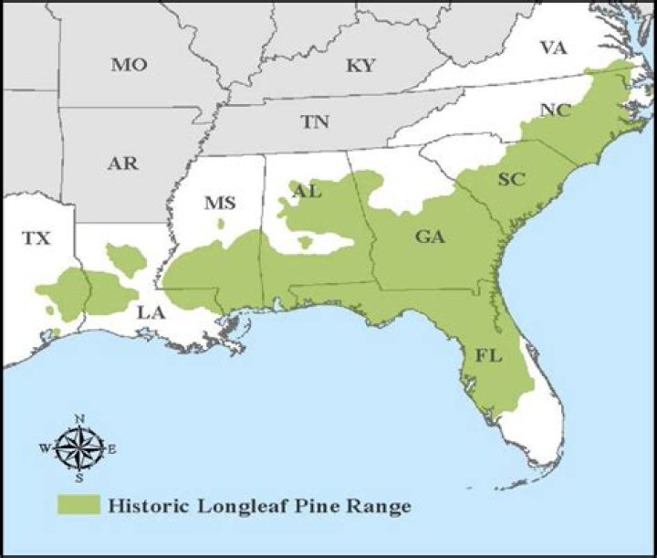 What are important features of longleaf pine habitat?