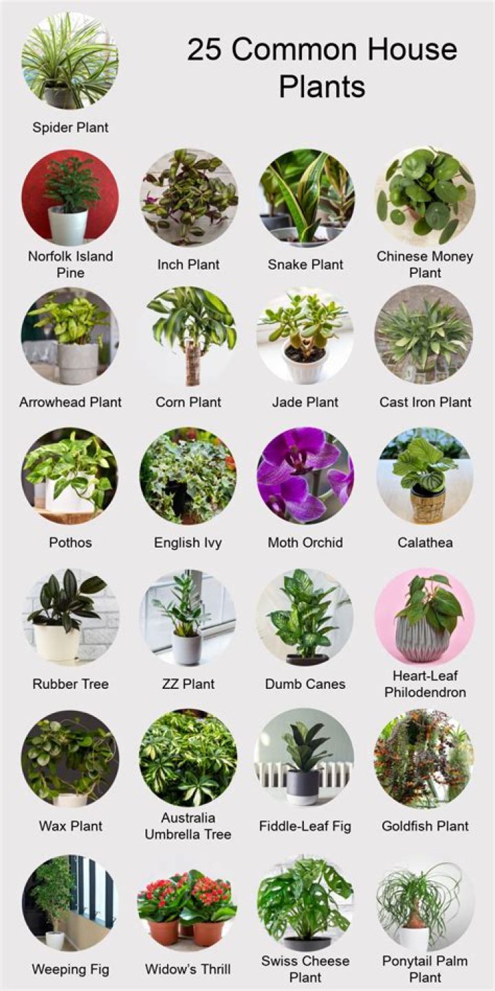 What are indoor plants called?