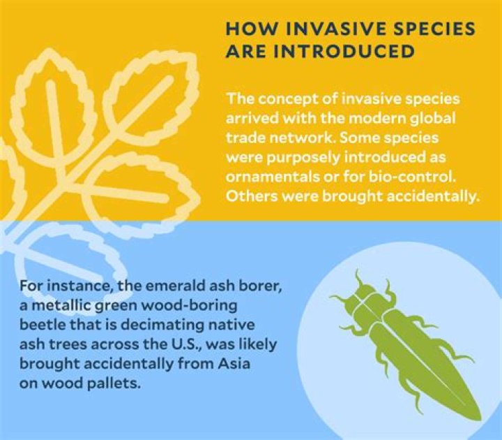 What are invasive roots?