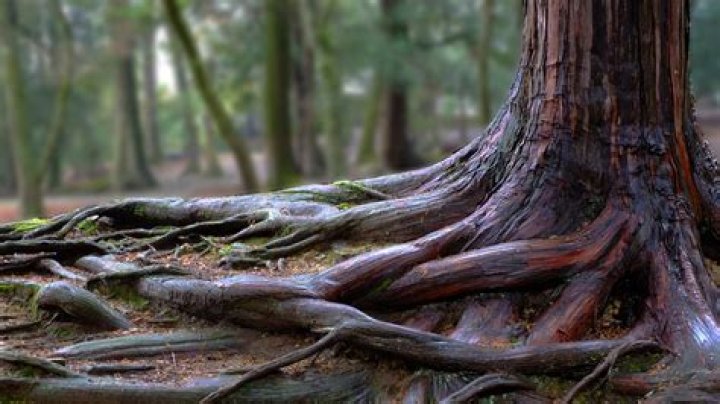 What are invasive tree roots?