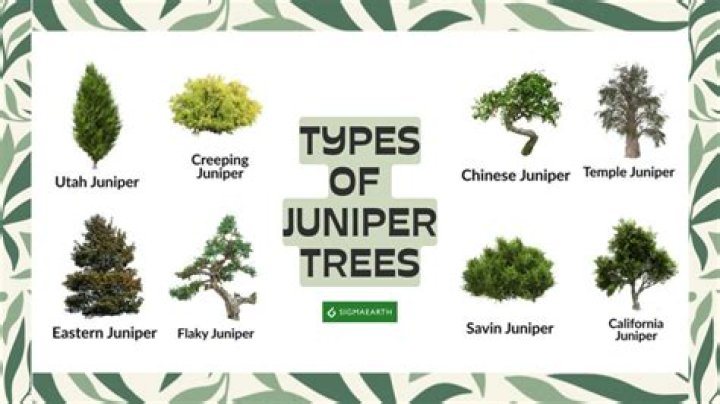 What are juniper trees good for?