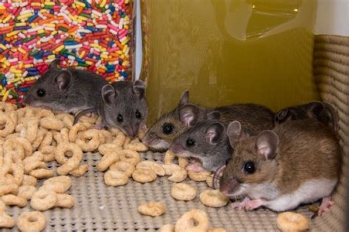 What are mice favorite food?
