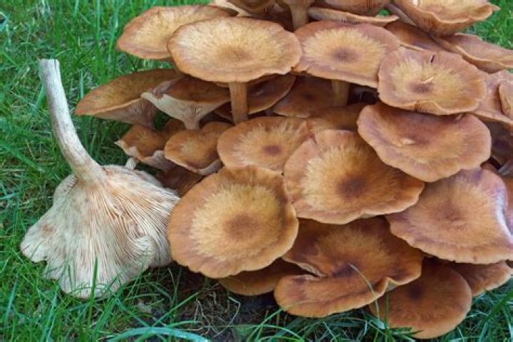 What are mushrooms in your yard a sign of?