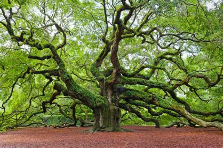 What are oak trees famous for?