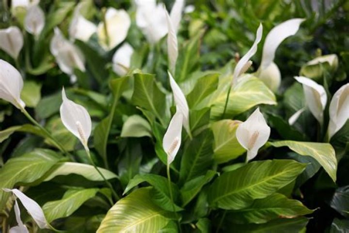 What are peace lilies good for?