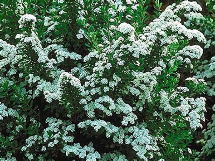 What are some flowering perennial bushes?