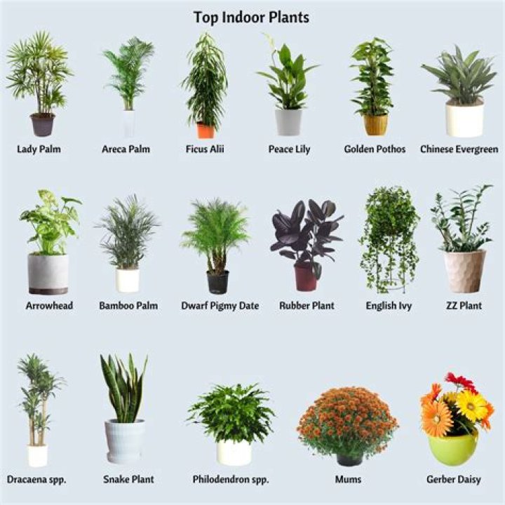 What are some good indoor outdoor plants?