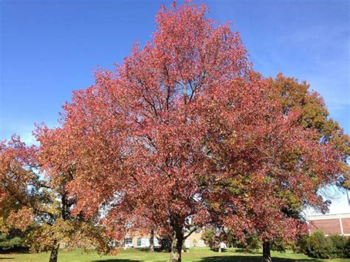What are sweetgum trees worth?