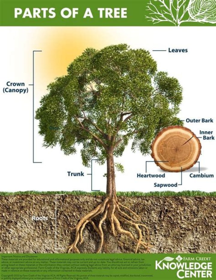 What are the 3 parts of a tree?
