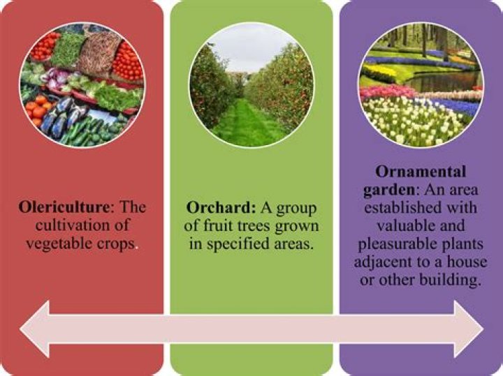 What are the 4 main branches of horticulture?