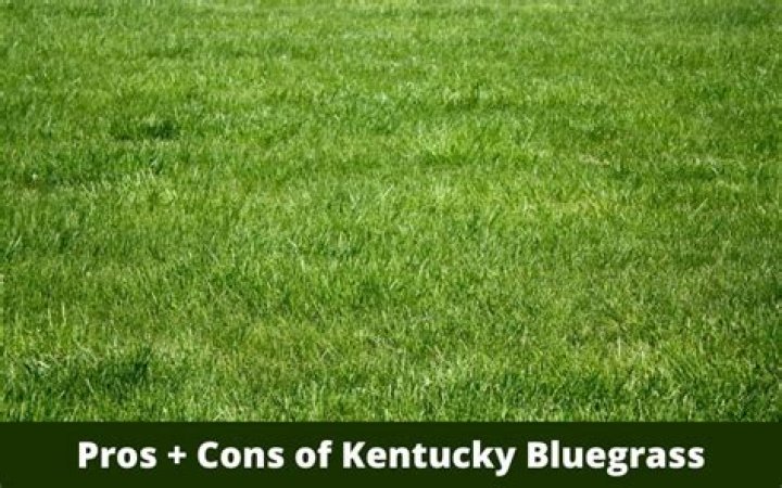 What are the advantages of Kentucky bluegrass?