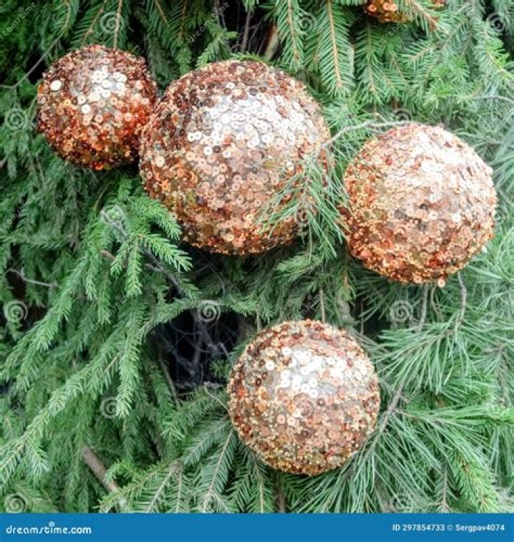 What are the balls on pine trees?
