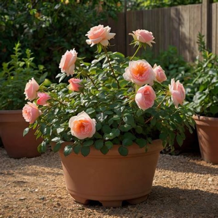 What are the best containers for roses?