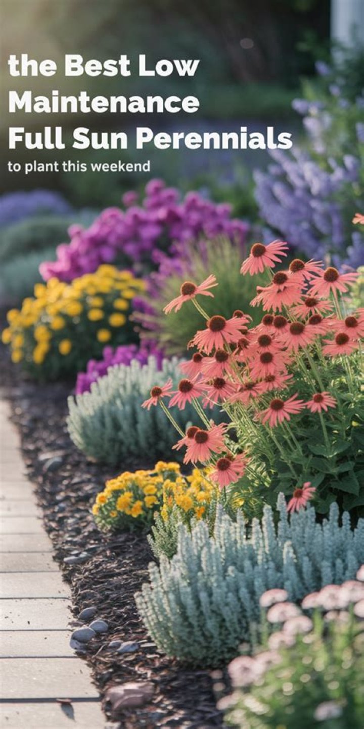 What are the best low maintenance flowers to plant?