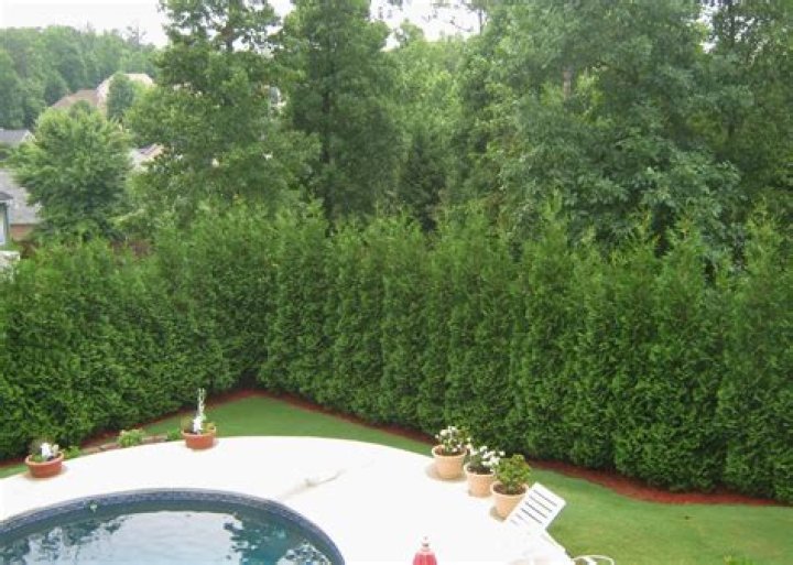 What are the best privacy evergreens?