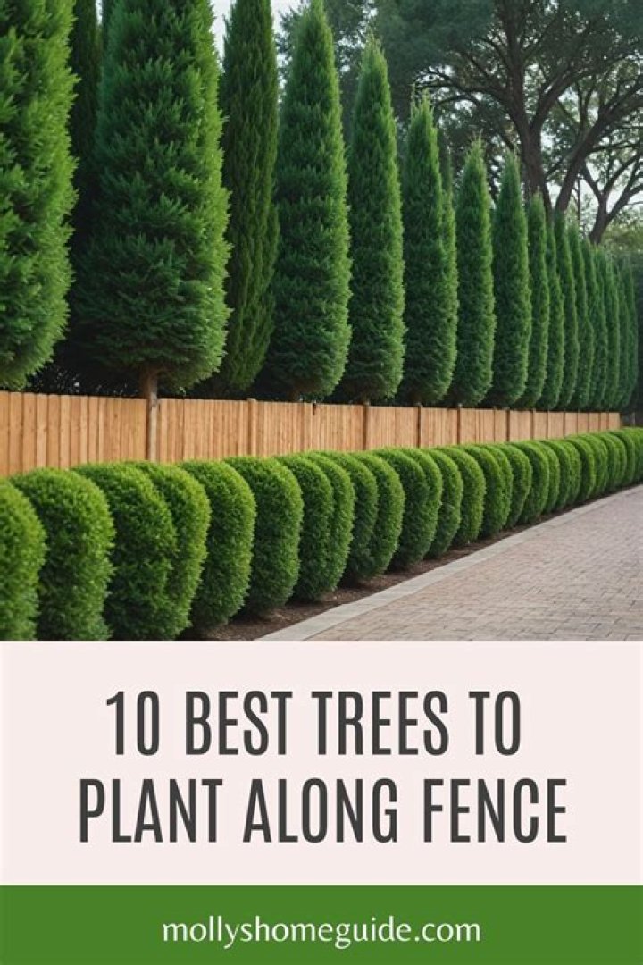 What are the best trees for privacy in a small garden?
