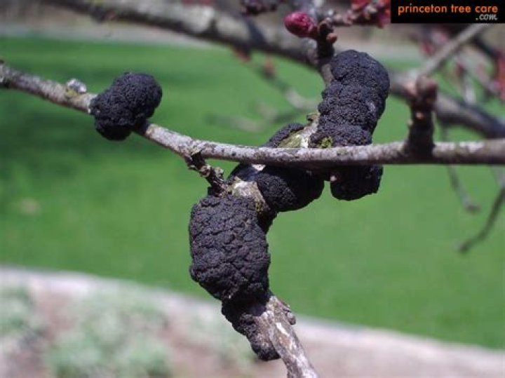 What are the black growths on my plum tree?