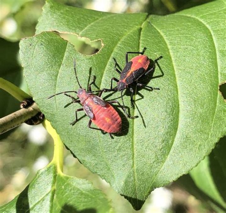 What are the bugs on my maple tree?