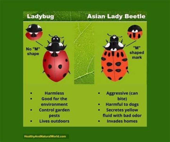 What are the bugs that look like ladybugs?
