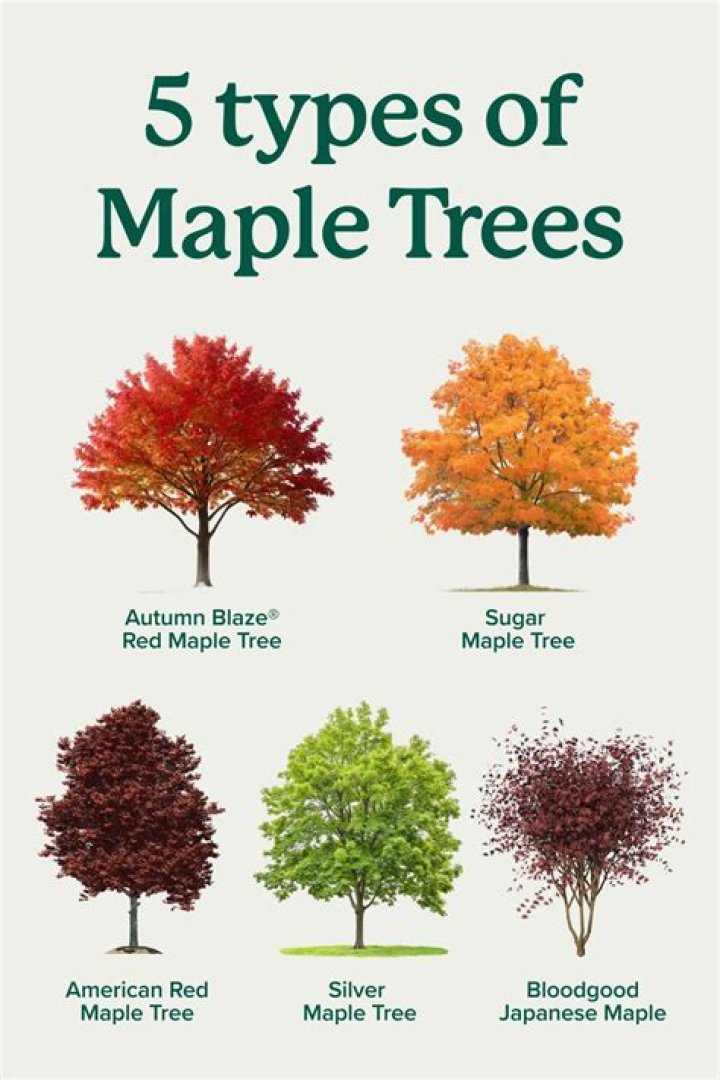What are the characteristics of maple trees?