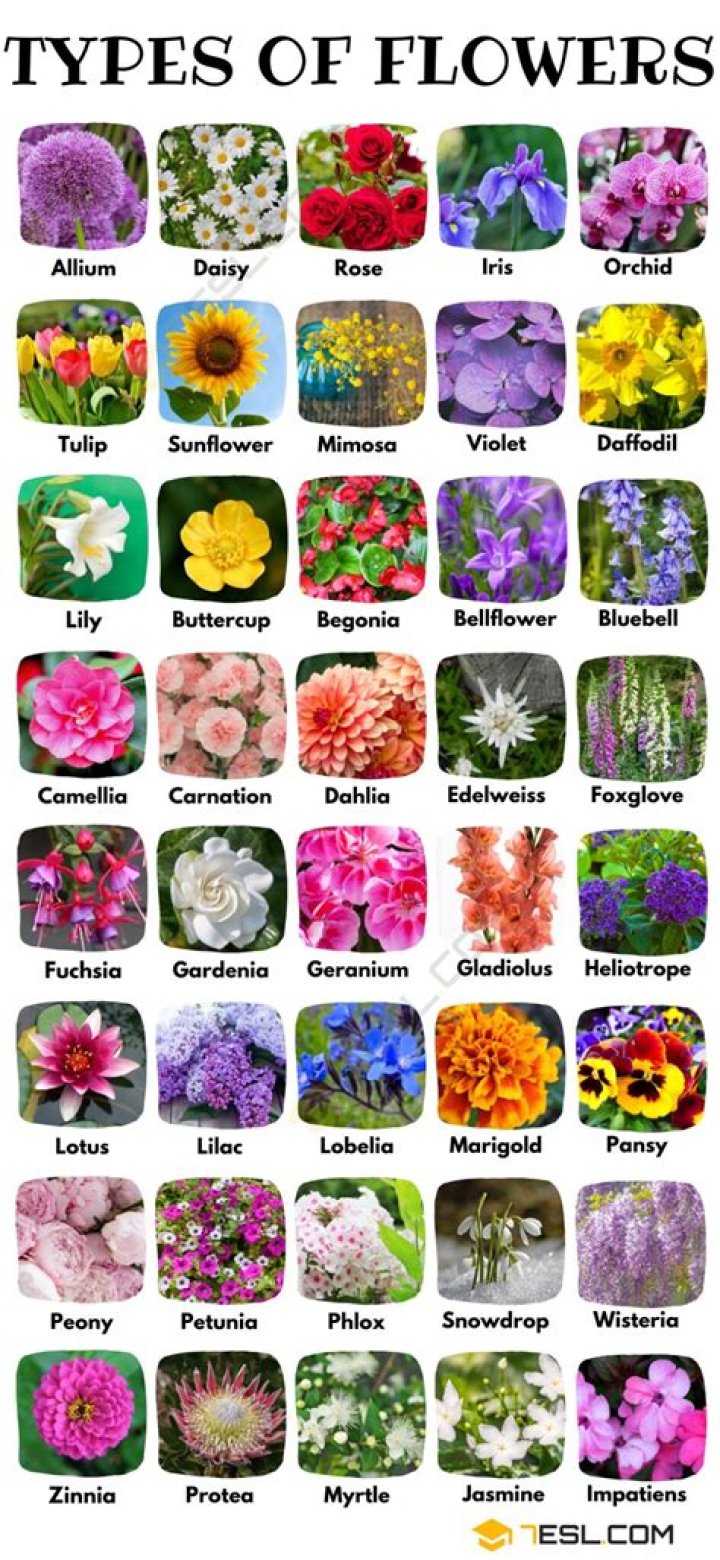 What are the different types of plant types?