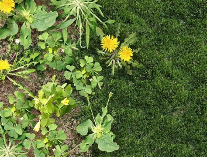 What are the different weeds that grow in grass?