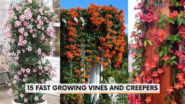 What are the example of vines plant?