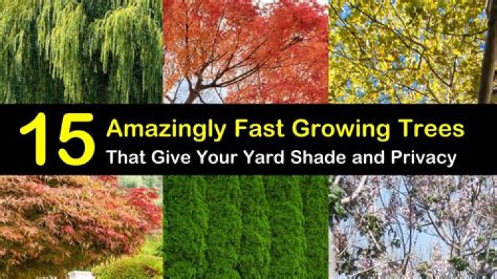 What are the fastest-growing small trees?