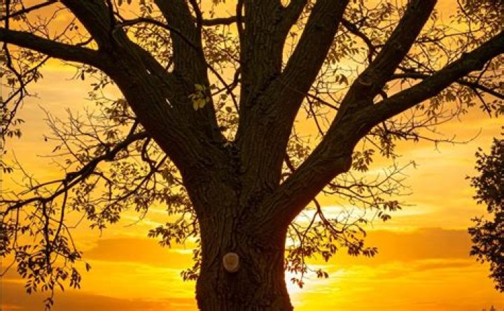 What are the first signs of ash dieback?