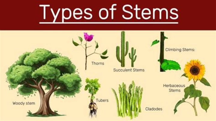 What are the five types of stems?