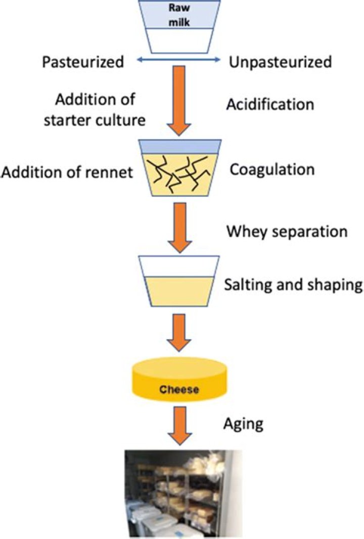 What are the four basic ingredients for cheese production?