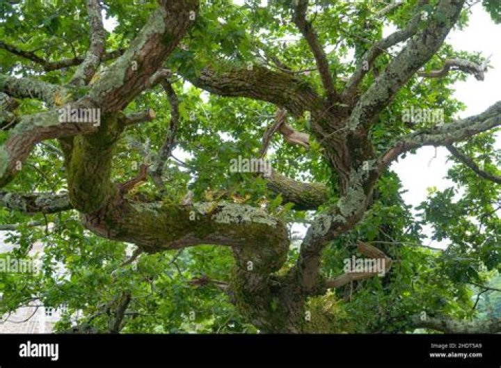 What are the growths on my oak tree?