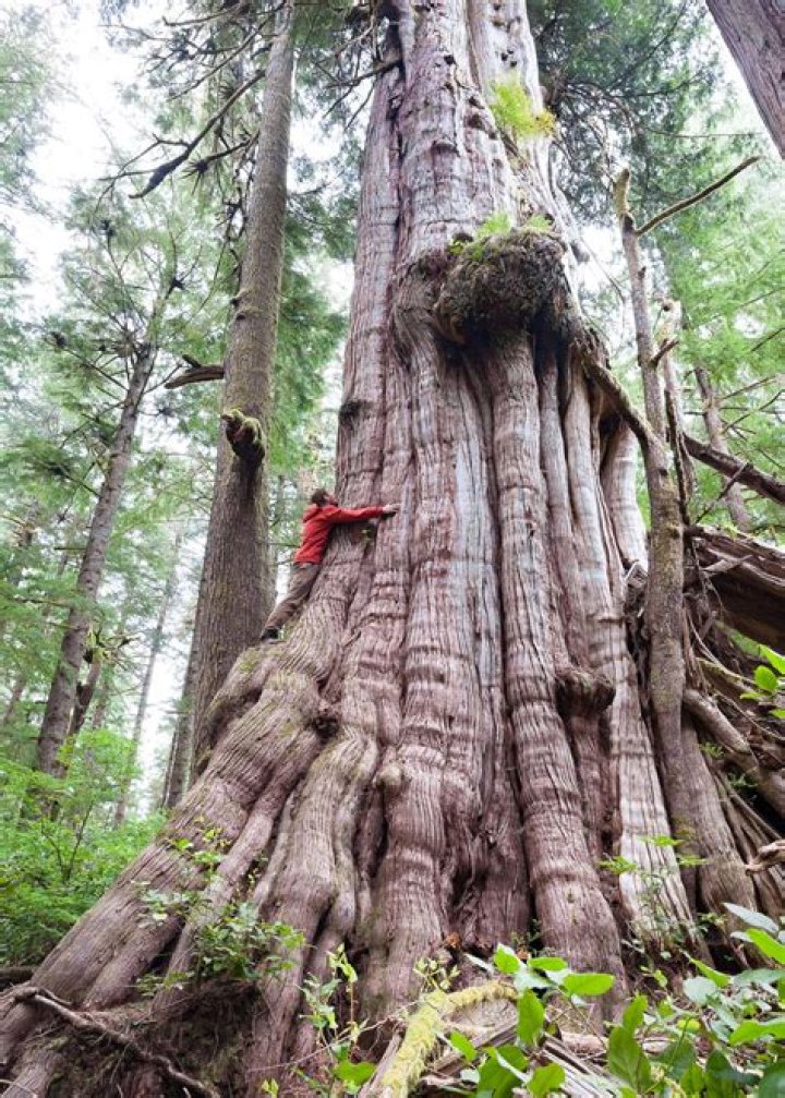What are the largest cedar trees?