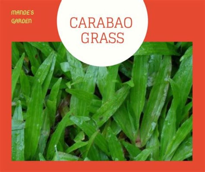 What are the medical uses of carabao grass?