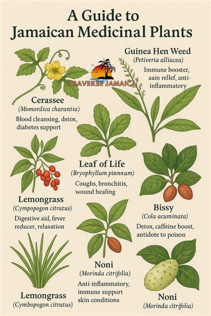 What are the medicinal uses of the jambolan?