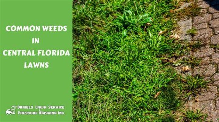 What are the most common problems in lawns?