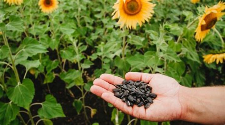 What are the mysterious seeds being mailed?