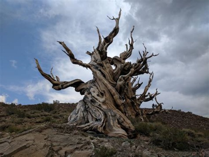 What are the oldest living trees?