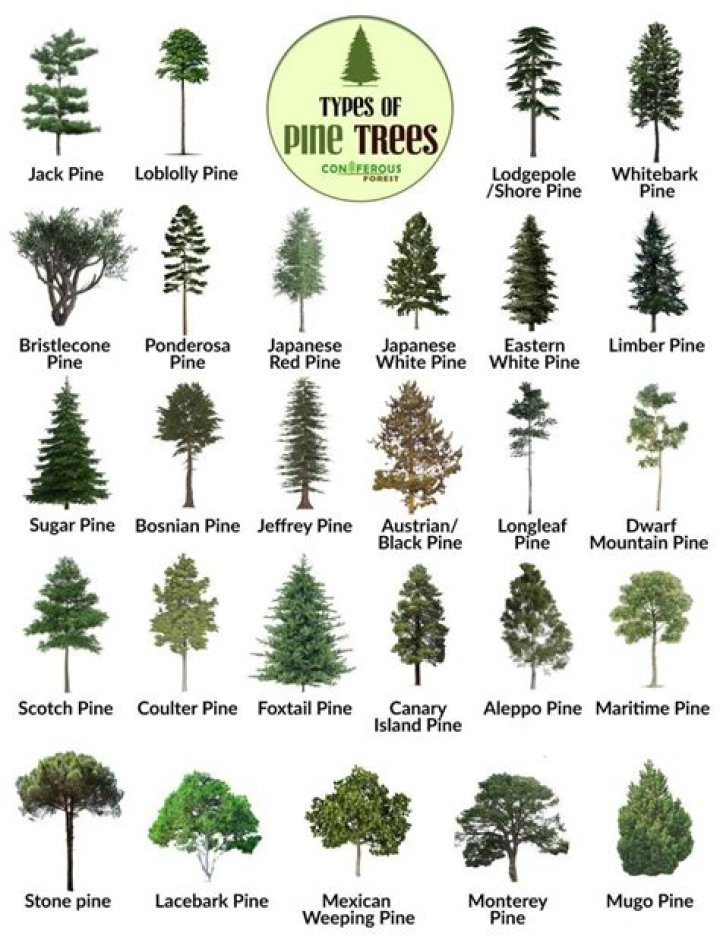 What are the tall pine trees called?