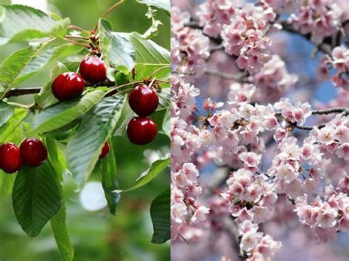 What are the tastiest cherry trees?