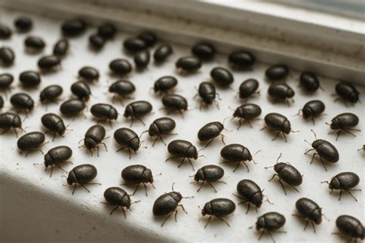 What are the tiny bugs on my deck?