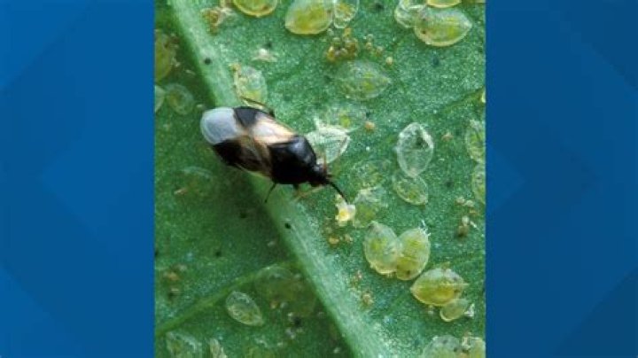 What are the tiny bugs that swarm?