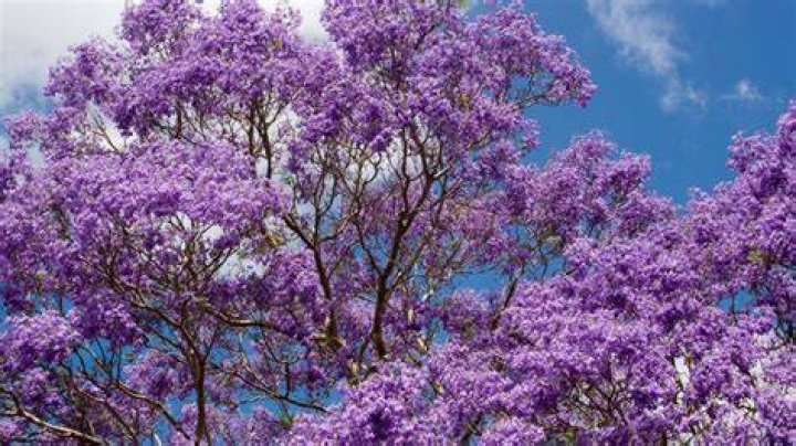 What are the trees with small purple flowers?