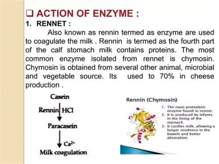What are the two principal enzyme of the rennet?