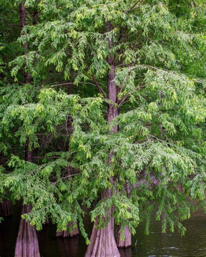 What are the two types of cypress trees?