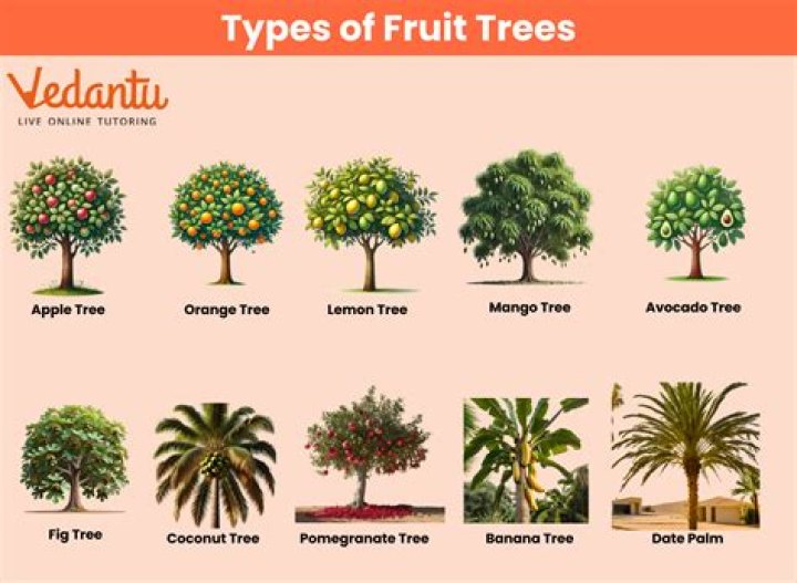 What are the types of fruit trees?